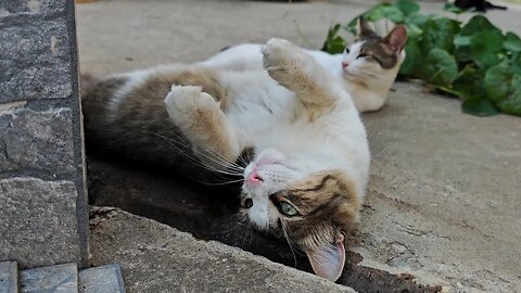 The Art of Lounging: A Cat's Guide to Relaxation