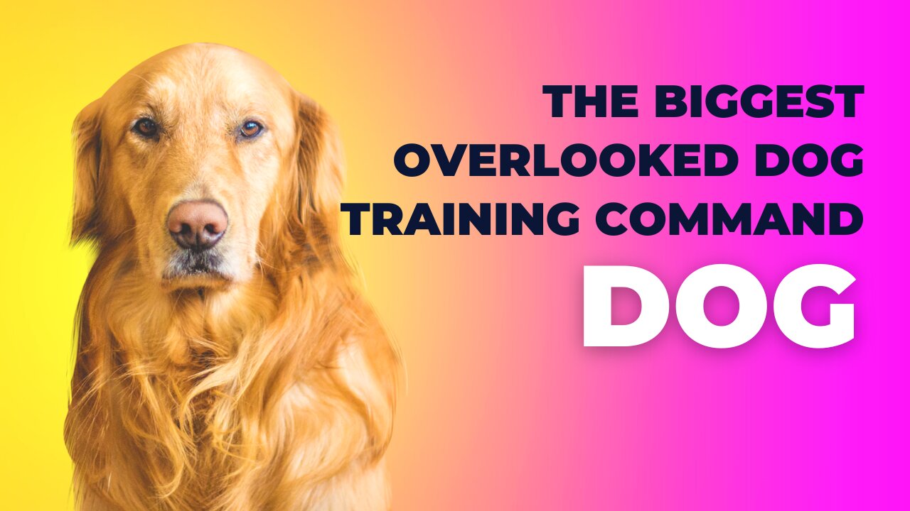 THE BIGGEST OVERLOOKED DOG TRAINING COMMAND