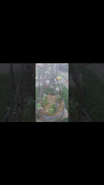 Bean Trellis Repurposed from Reclaimed Deadfall Branches and Broken Yard Art