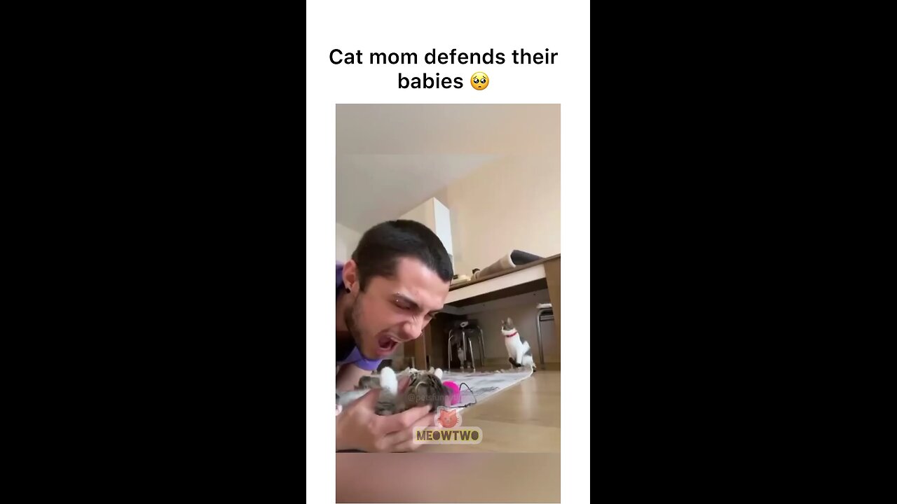 mommy cats