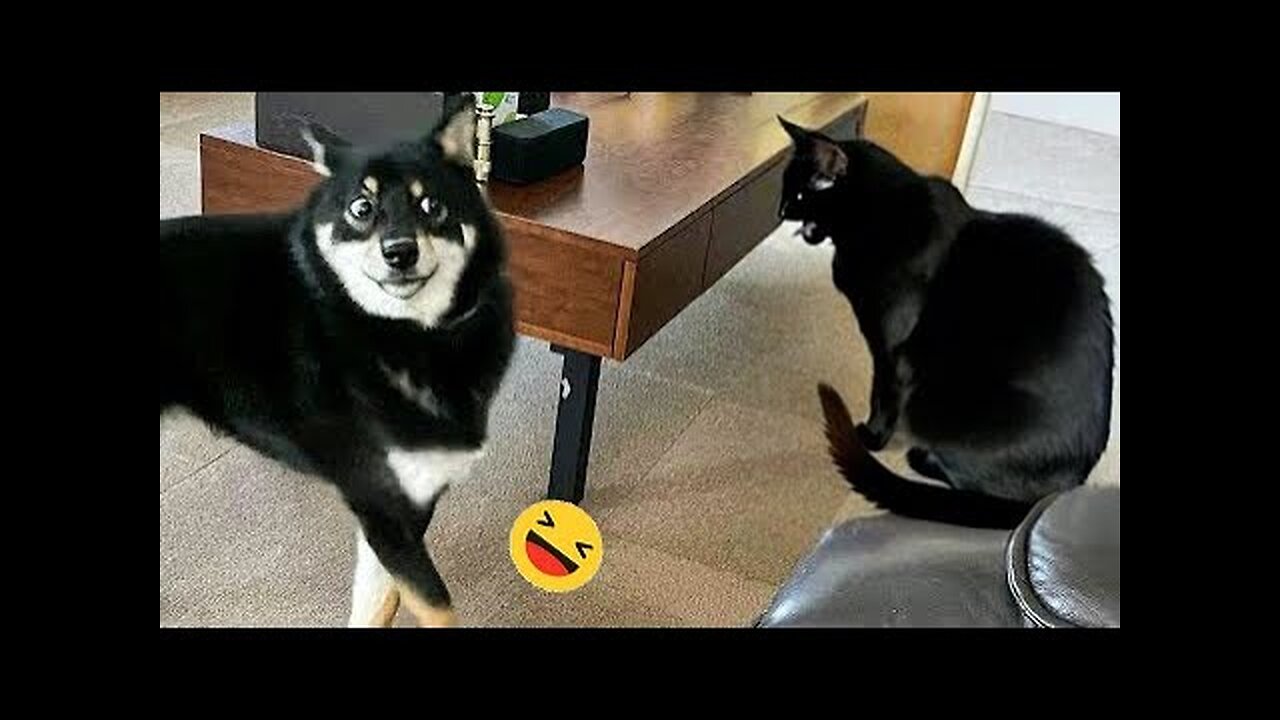 Funniest Dogs And Cats Videos π
- Best Funny Animals Videos 2023π