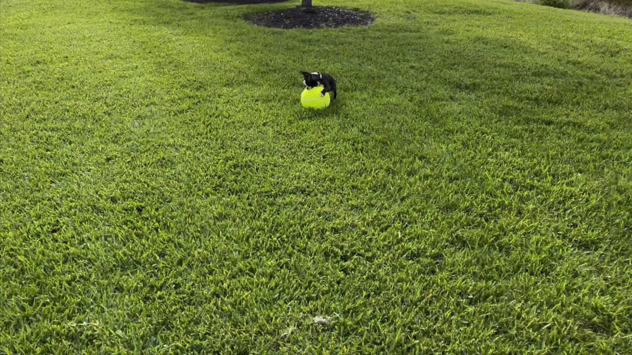 4K Hercules The Terrible #frenchton #puppy #fetch