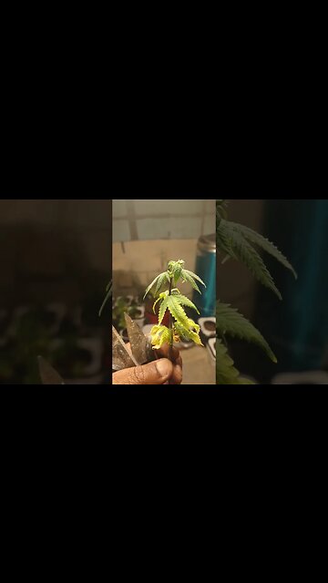 Cindy or cindafella🤣🤣