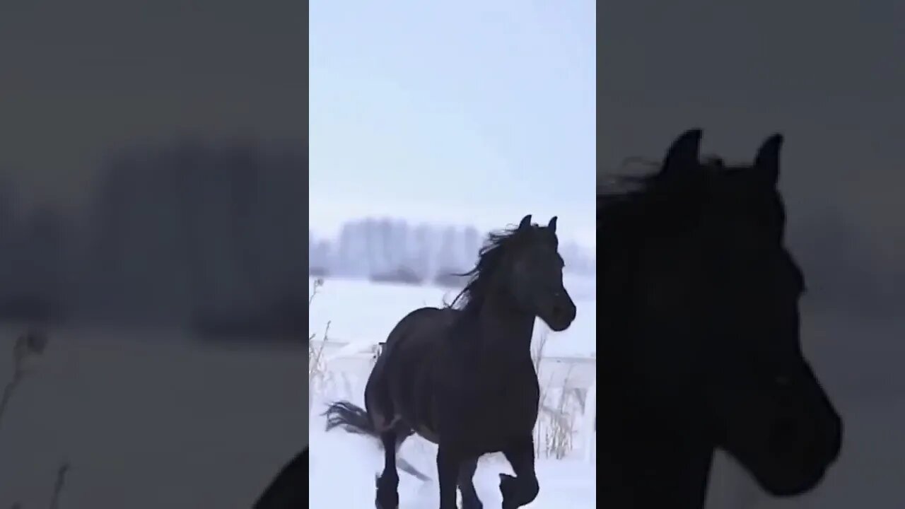 horses