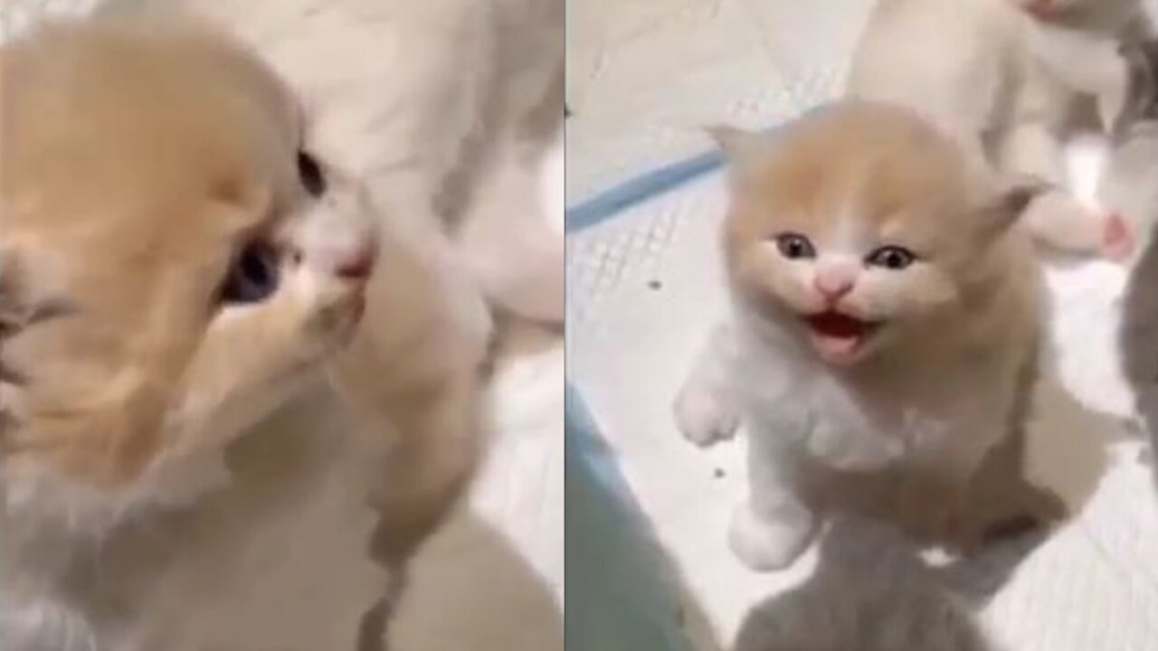 Cute And Funny Cat Baby