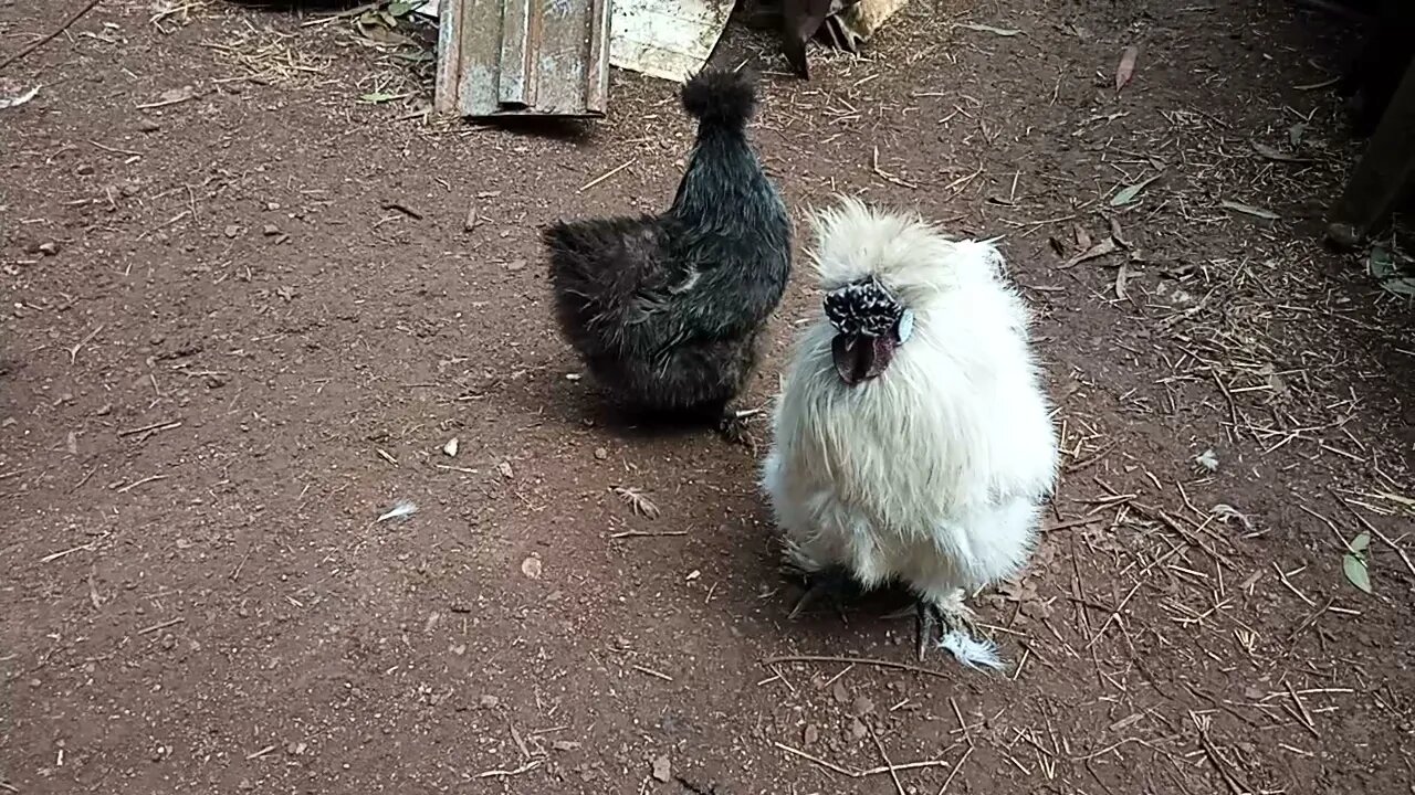 Silkies, Lavender Rooster and Black Hen and White Hen 3rd September 2021