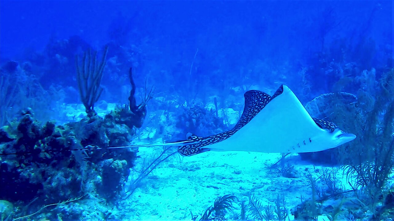 Beautiful spotted eagle stingrays curiously circle scuba divers