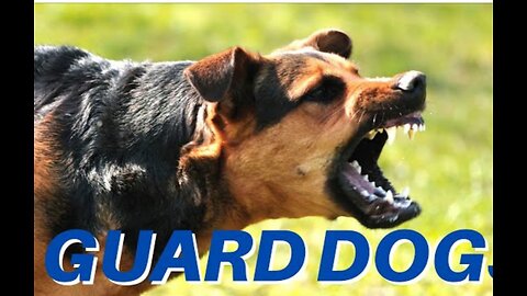 DOGS BARKING!! Angry Dogs | Real Guard Dogs | Defending You! Free Download