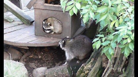 House for raccoon