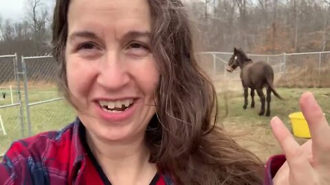 #animals #mule #goats #homesteading