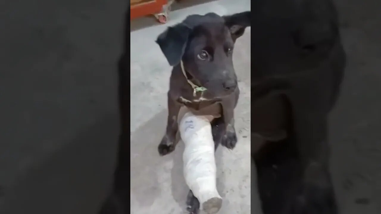Don't Laugh 😂😂😂 #shorts #animals