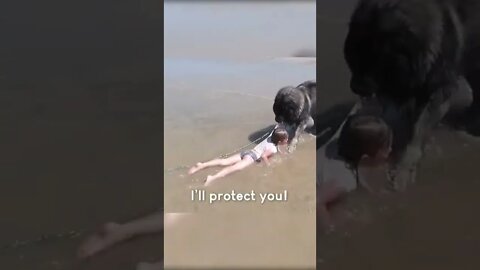 🐶Dog 🐾Helps a Little Girl🐕#shorts