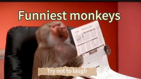 Funniest Monkey Videos—Funny animal videos