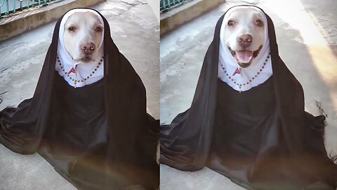 Owner Cosplays a Dog as Nun on Halloween 🐶🎃