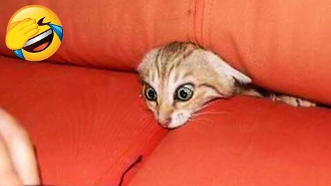 Funniest Animals 2023 😂 Best Funny Cats and Dogs 😺🐶 || Pets Corner