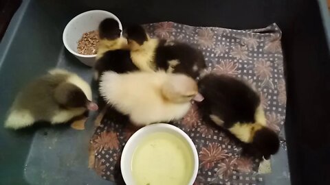 Muscovy Duckling, now has another 3 friends, so now there is 5 ( Video 9 )