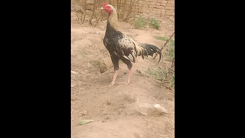 My self video