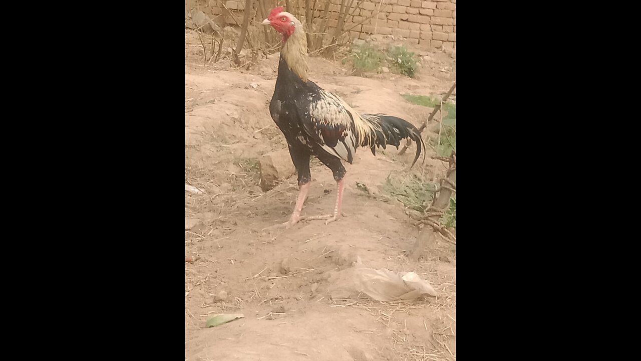 My self video