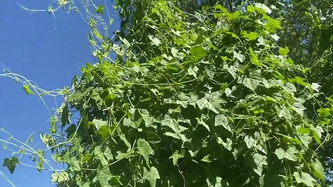 Fall Garden Explosion - Python Snake Bean, Mouse Mellon & More 