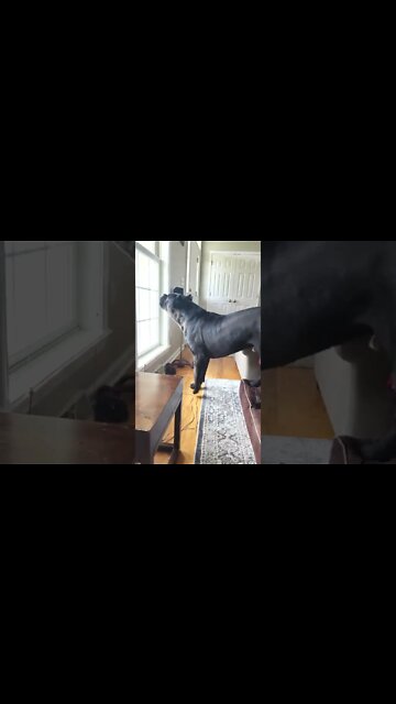 Puppy LEARNS Guarding - Cane Corso #shorts #viral #puppy