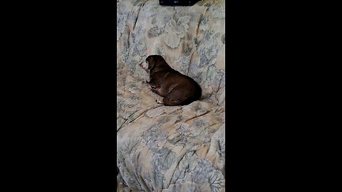 Lazy HotDog