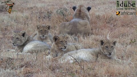 LIONS: Following the Pride 30: Watching Wildebeest In The Rain