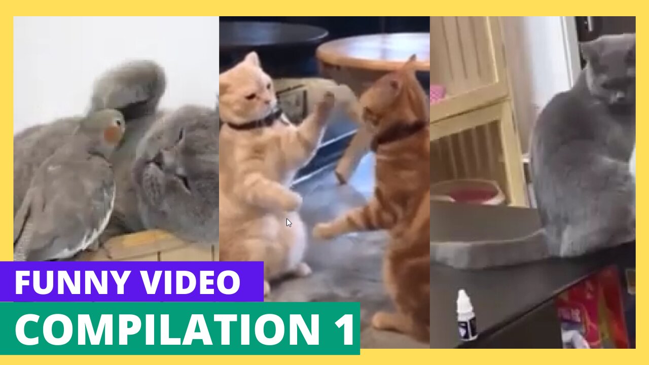 Funny animal videos 2024 - Funny cats/dogs - Funny animals Part 1