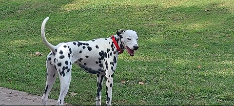 Luna at Bark Park North Myrtle-Beach