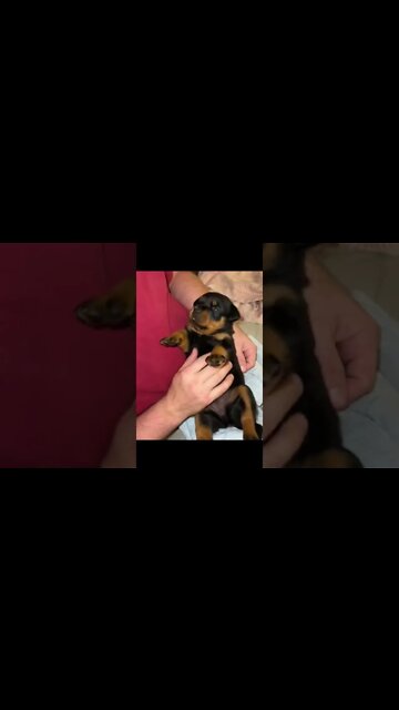 The thicker the cuter ☺️ rottweiler puppy! #Shorts #rottweiler #dogs
