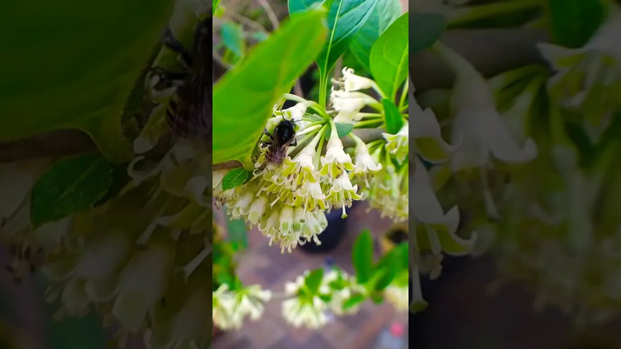 Abelha Mandaçaia nas flores da Fruta do Sabiá | Acnistus arborescens #shorts