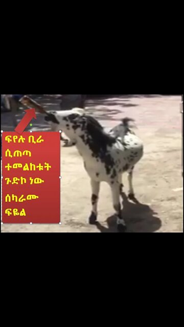ፍየሉ ቢራ ሲጠጣ ተመልከቱት ጉድኮ ነው || #New_Tube