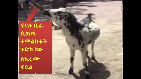 ፍየሉ ቢራ ሲጠጣ ተመልከቱት ጉድኮ ነው || #New_Tube
