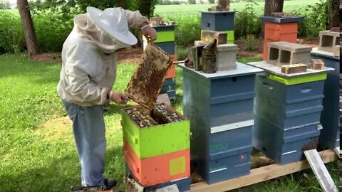 August 5, 2020-PULLING HONEY THE SLOW WAY🐝