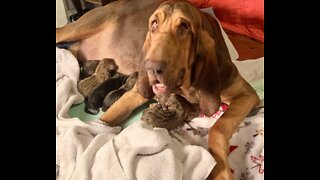 Bloodhound has 11 puppies