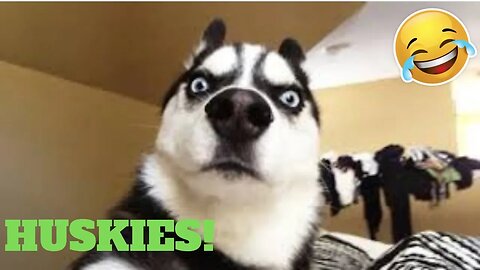 💥Cutest Husky Viral Weekly LOL😅😜 of September| Funny Animal Videos💥👌