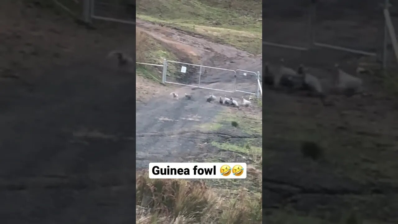 Guinea fowl in action 🤣