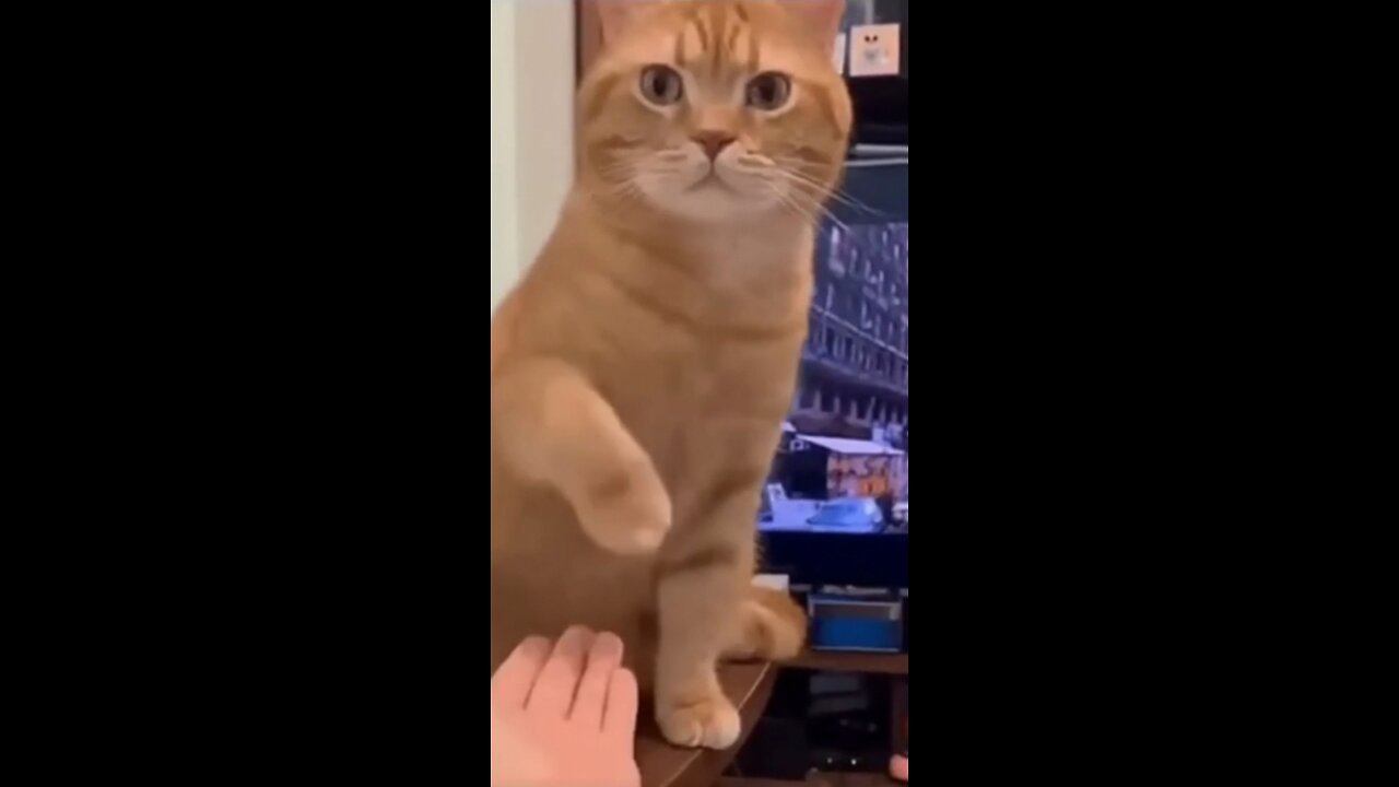 Funny animals video