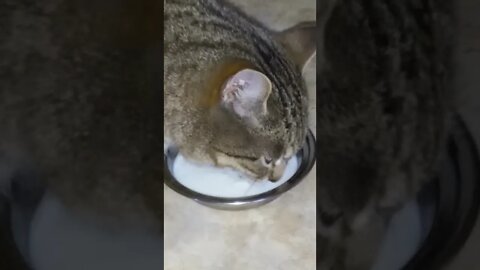 milk😻