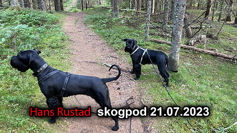 Skogpod 21. juli 2023