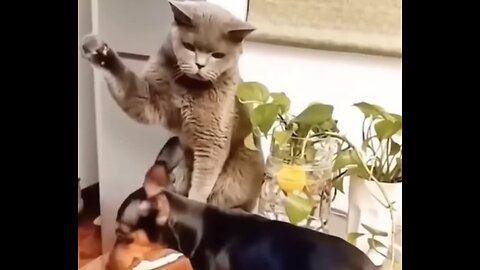 Funny cats 2024 | Funny animal videos