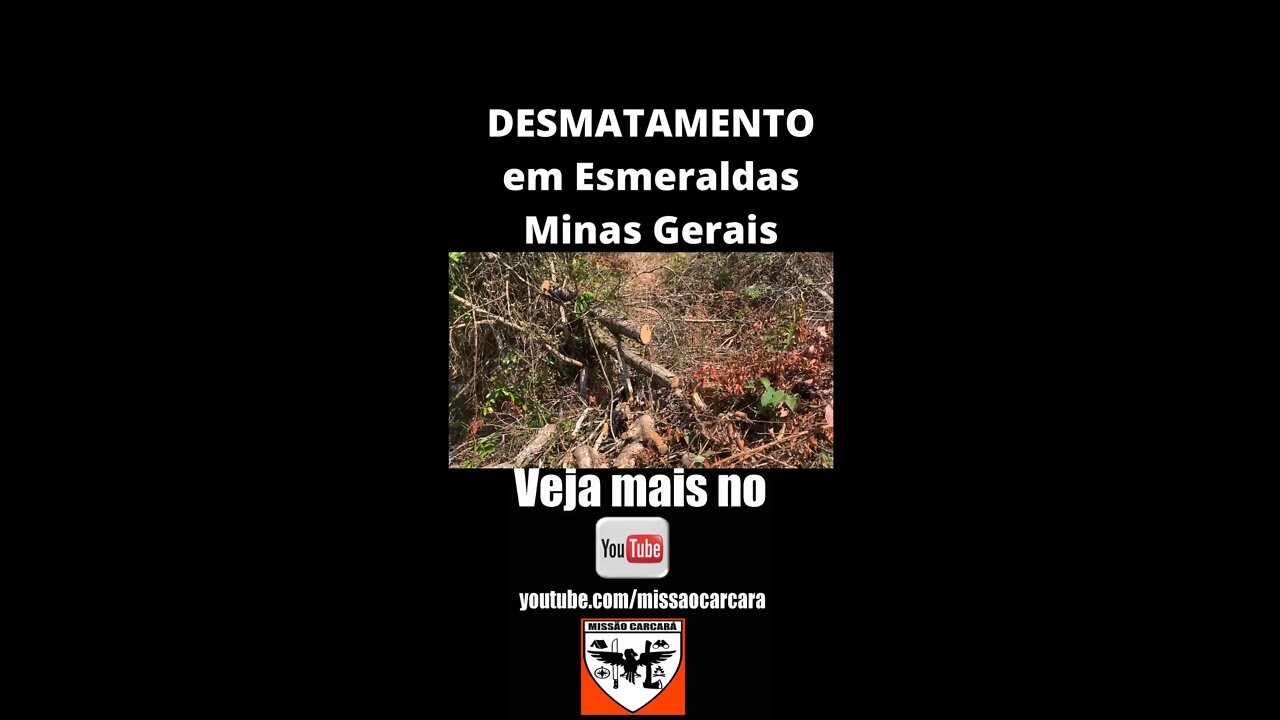 Denunciamos desmatamento na mata de cerrado