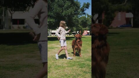 Dog Playing