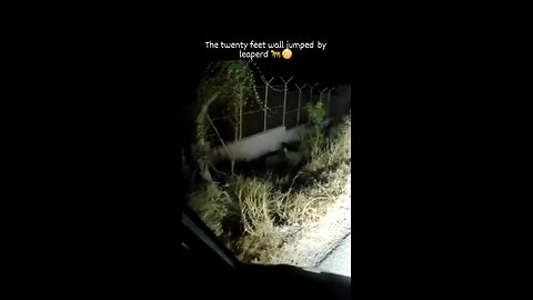 Leopard effortlessly climbing a 20ft fence.