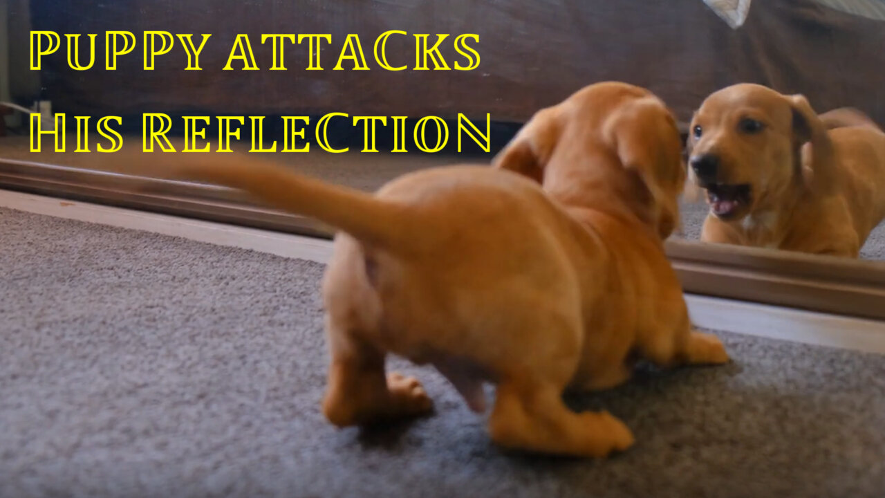 ADORABLE puppy gets scared by his OWN REFLECTION