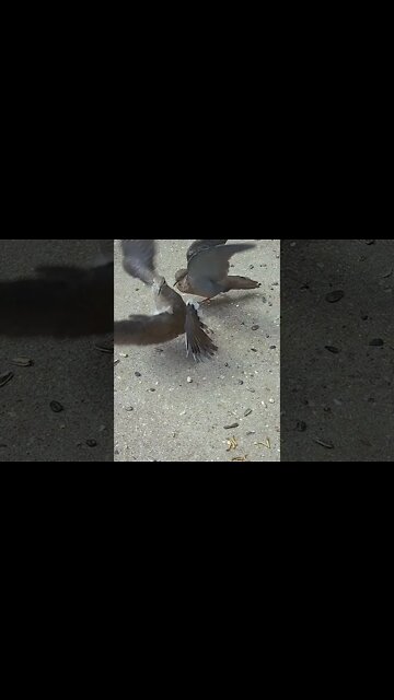 Doves In Slow Motion #Shorts 🌞