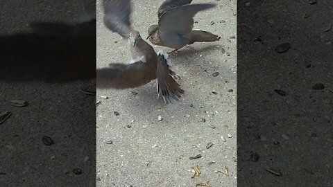 Doves In Slow Motion #Shorts 🌞