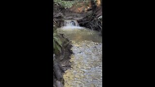 Redwood Creek & Waterfall
