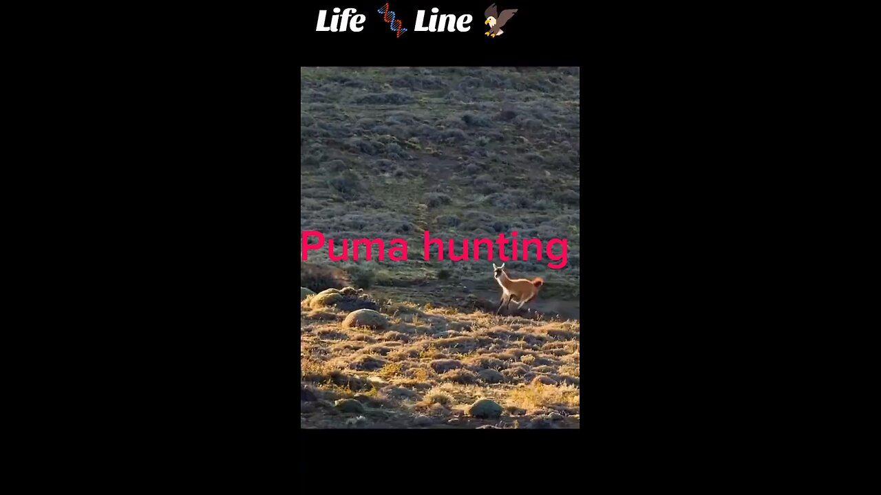 Funny animals