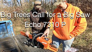 Big Trees Call for a Big Saw Echo 7310P