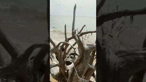 Gorgeous drift wood